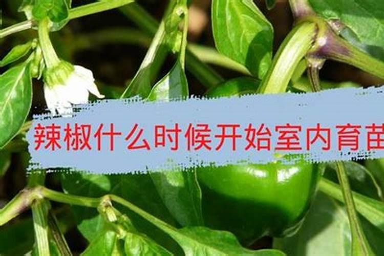 海椒种植多久可以施肥料