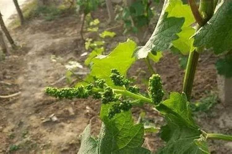 什么花忌用磷酸二氢钾