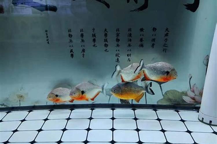 海藻鱼蛋白水溶肥料作用