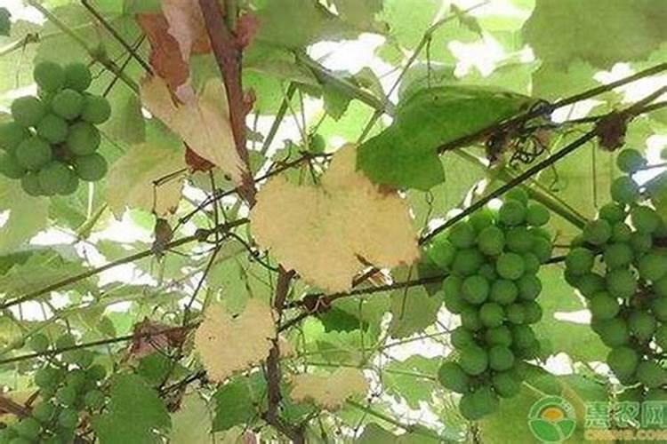 葡萄黄叶病治疗方法