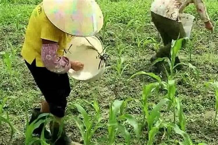 甜玉米后期施什么肥 施肥技术有哪些