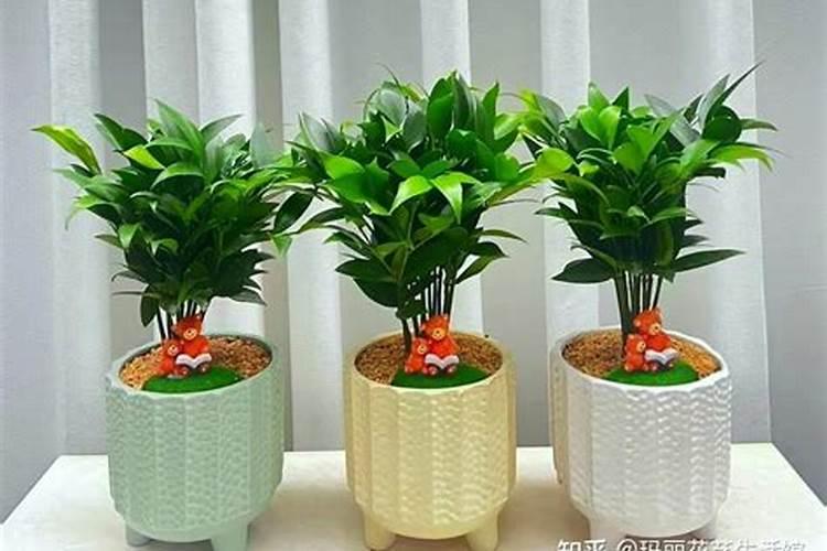 竹柏施什么肥