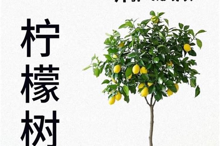 柠檬挂果后需要施什么肥