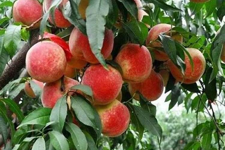桃树结果需要什么肥料