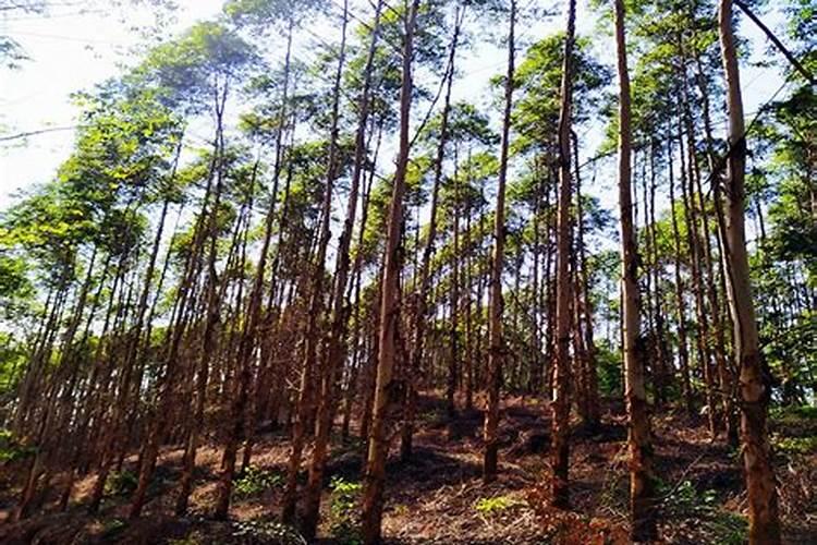 落地生根怎么施肥