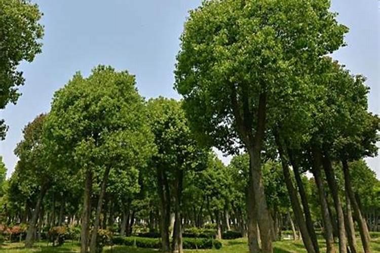 花施肥多了怎么急救