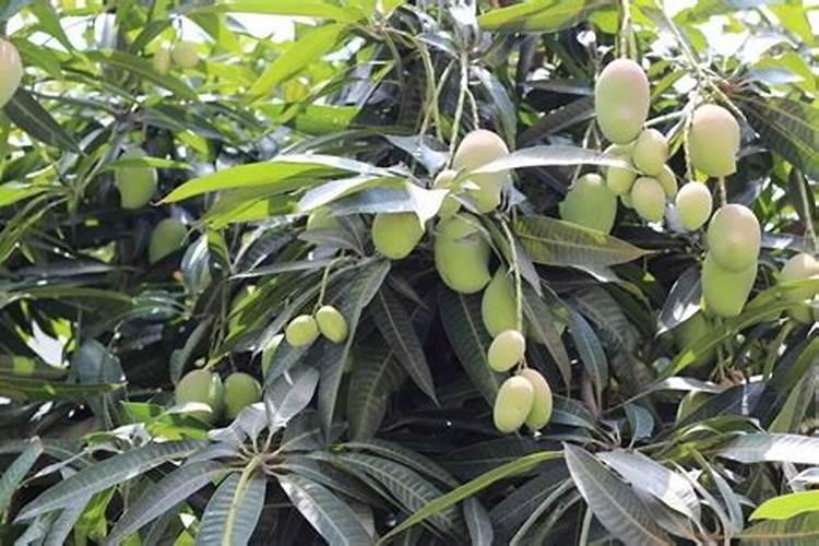 种芒果施什么肥