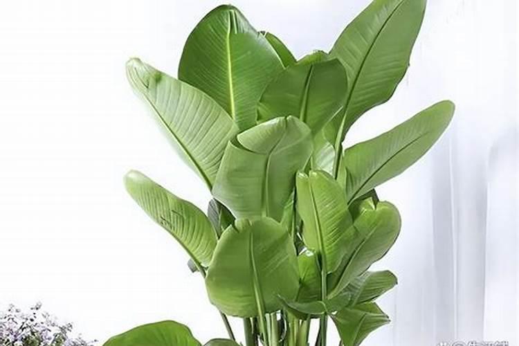氨基酸水溶肥高温天气喷草莓有副作用吗