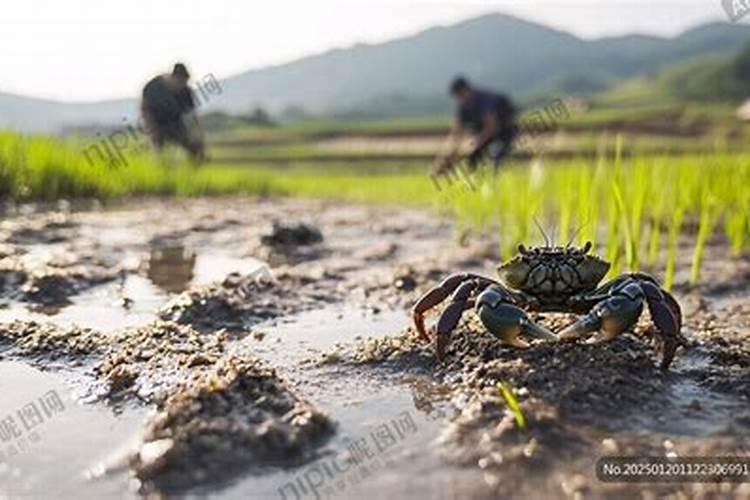 养殖稻田扣蟹能上一次性肥料吗