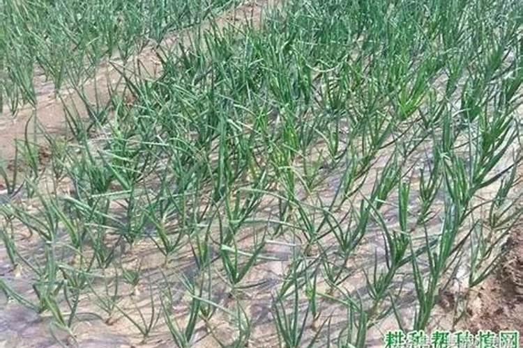 洋葱用什么肥料能使洋葱生长快