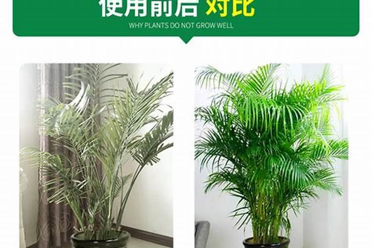 散尾葵用什么肥料最好,怎么施肥
