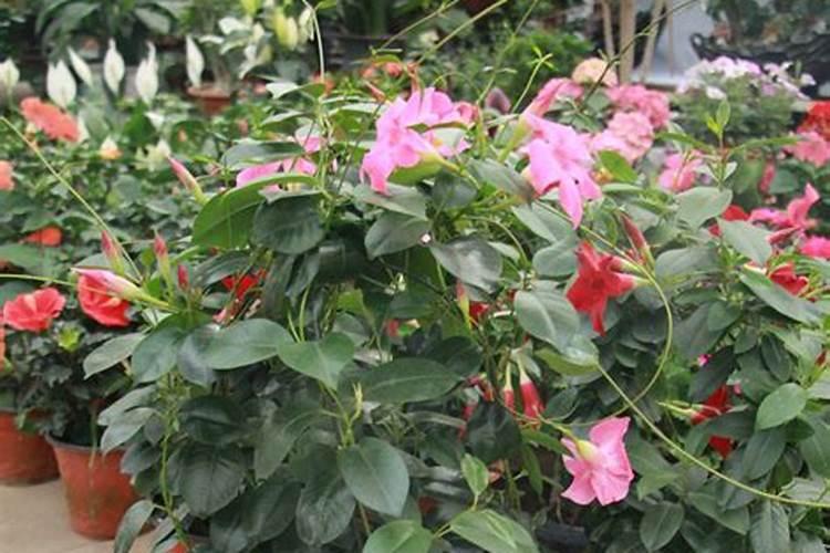 飘香藤怎么养才开花