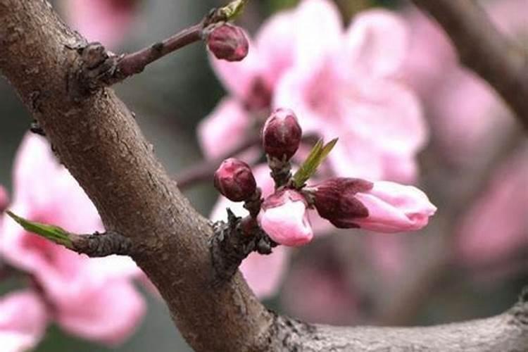 桃树花前花后打药技巧