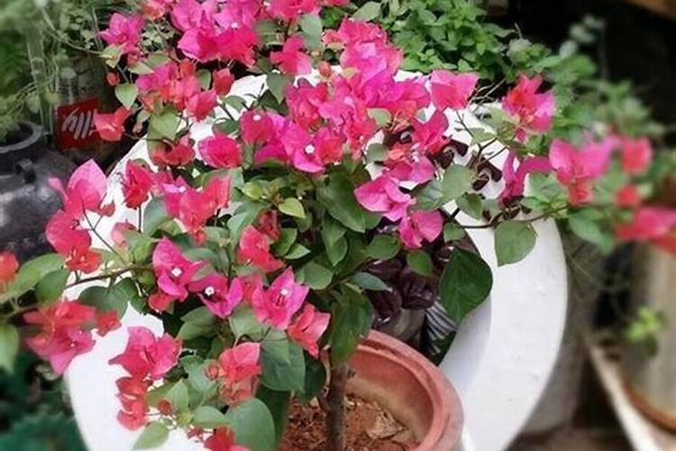 三角梅有花苞能喷磷钾肥吗 三角梅有花苞能喷磷钾肥