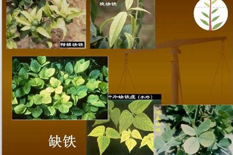 植物缺钾怎么补充。除了买钾肥,还能用什么办法解决？