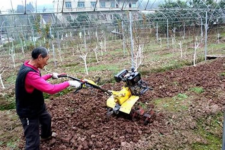 葡萄科学补钙提高果实品质,如何科学补钙？