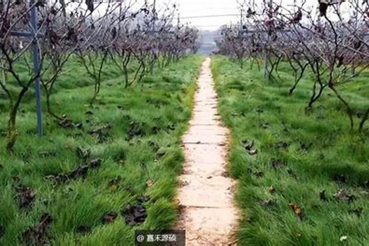 种植葡萄需注意,肥料/？