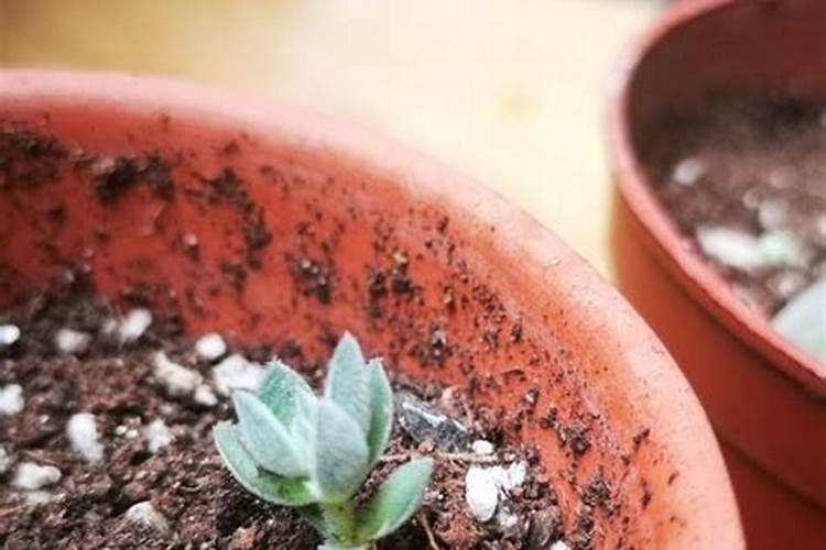 液体香精怎么使用方法