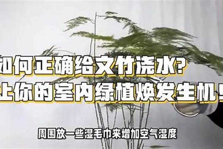 文竹浇什么才能更旺盛