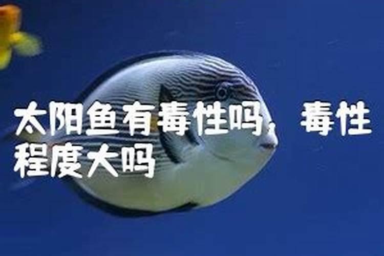 太阳鱼的饲养方法