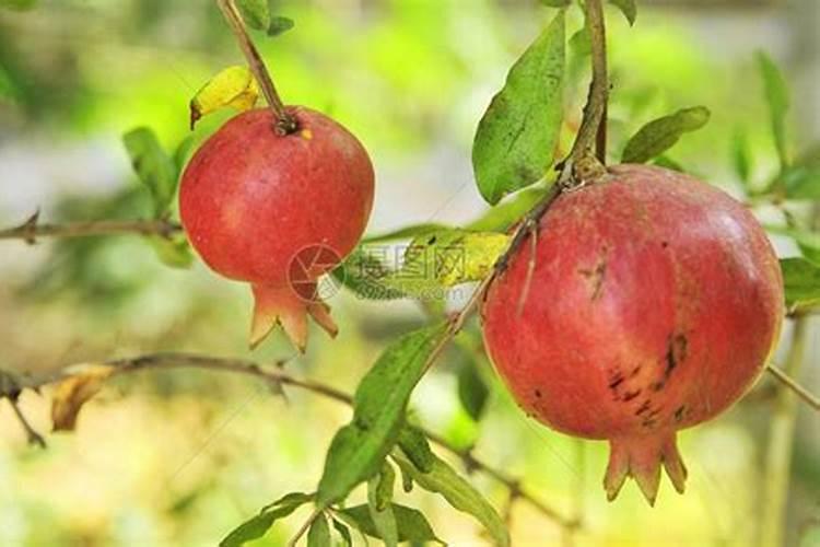 石榴树怎么过冬