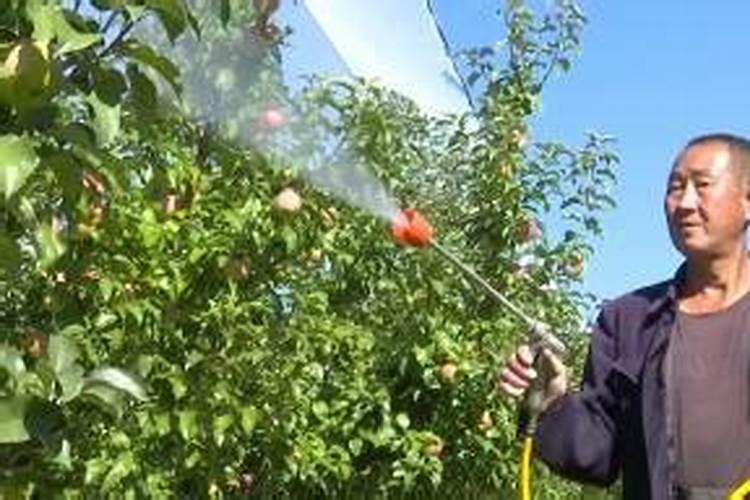 果树施硼肥怎么操作？果树施硼肥有什么用？