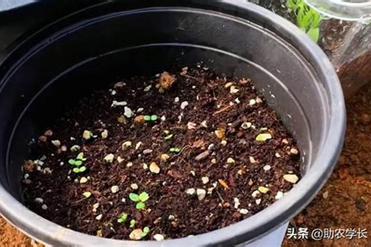 什么时候给草莓施肥