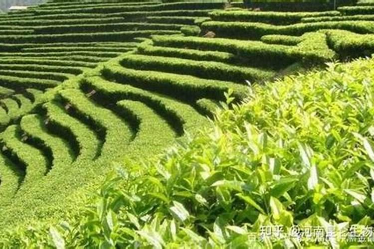 茶叶施肥用什么肥料好 茶叶树种生长分为几个时期