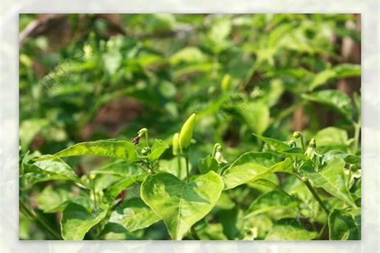 指天椒想要高产需要掌握哪些种植技术 养护方法总结