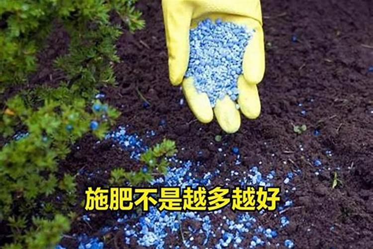 草莓用大盆还是小盆