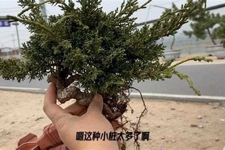 怎样养护济州真柏盆景