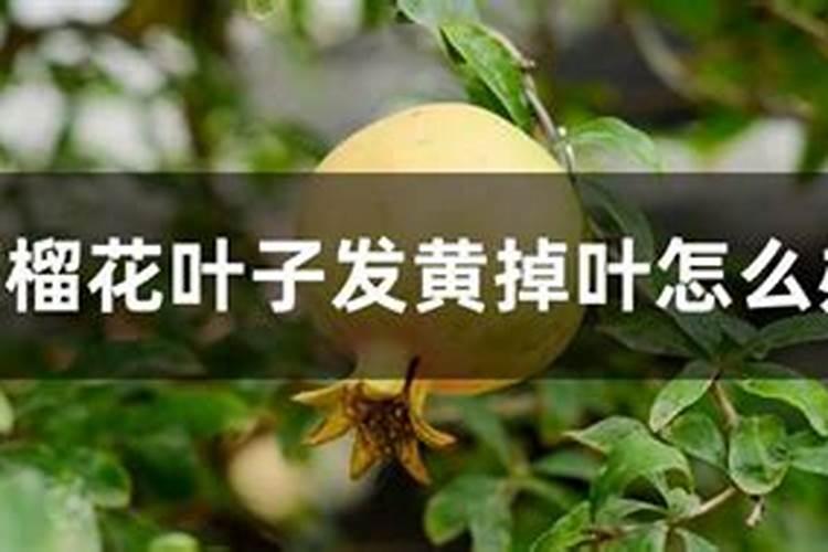 石榴树用什么肥料最好