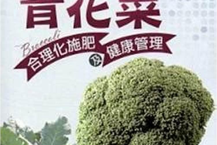 青花菜种植时间和方法