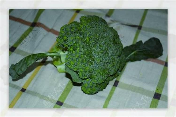 松花菜怎么样下肥