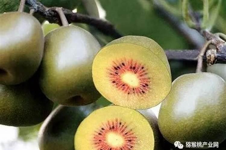 土豆能打芸苔素吗