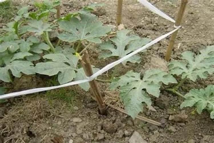 西瓜开花结果时应施含什么肥