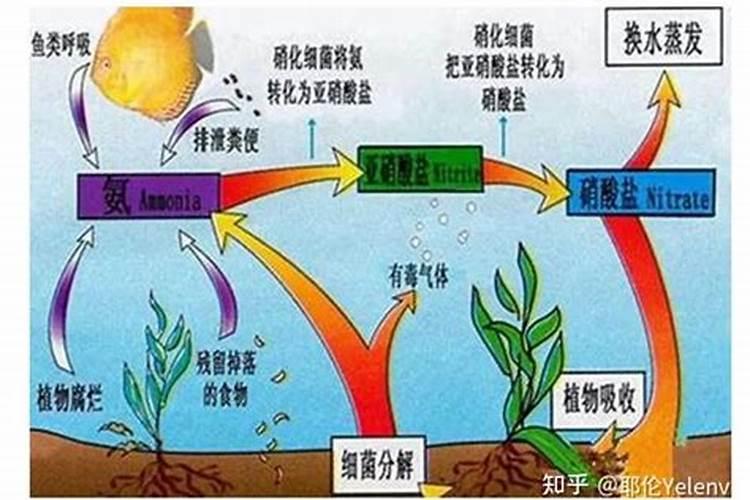 水产降亚硝酸盐最快的方法