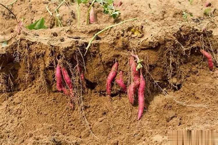 红薯施什么肥料产量高？