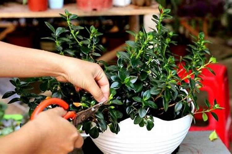 大岩桐不开花怎么办,追施磷钾肥并修剪密叶