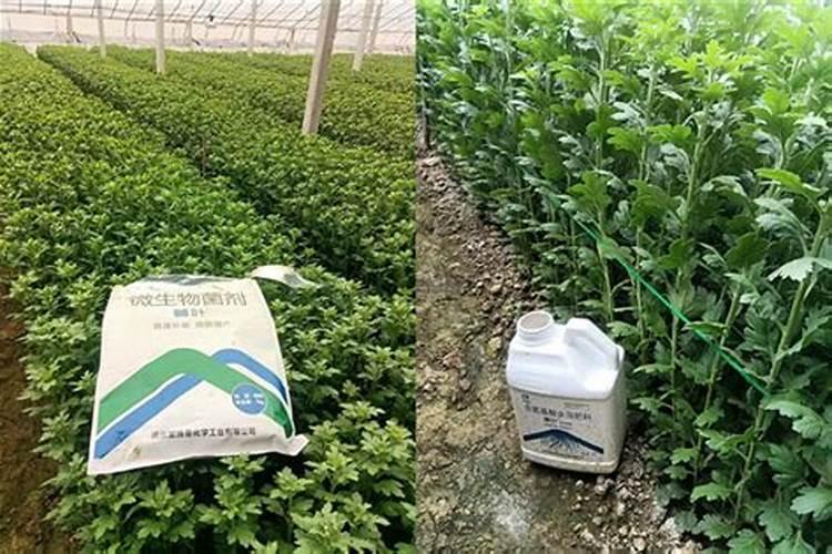 农业种植用颗粒水溶肥真的好吗？
