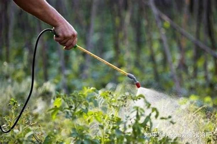 水溶肥这样用效果好!水溶肥使用要点与细节把控