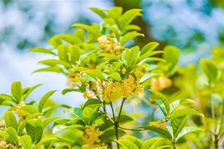 桂花盆栽施什么肥