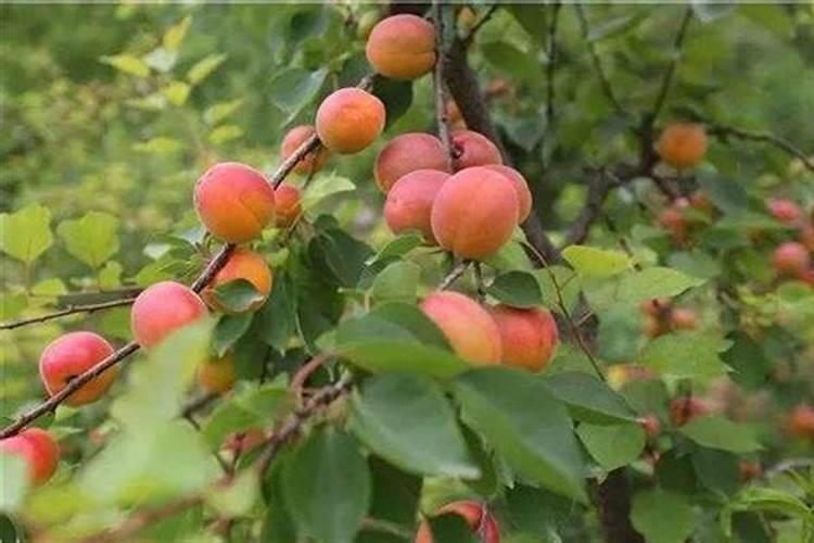 杏树不开花是什么原因