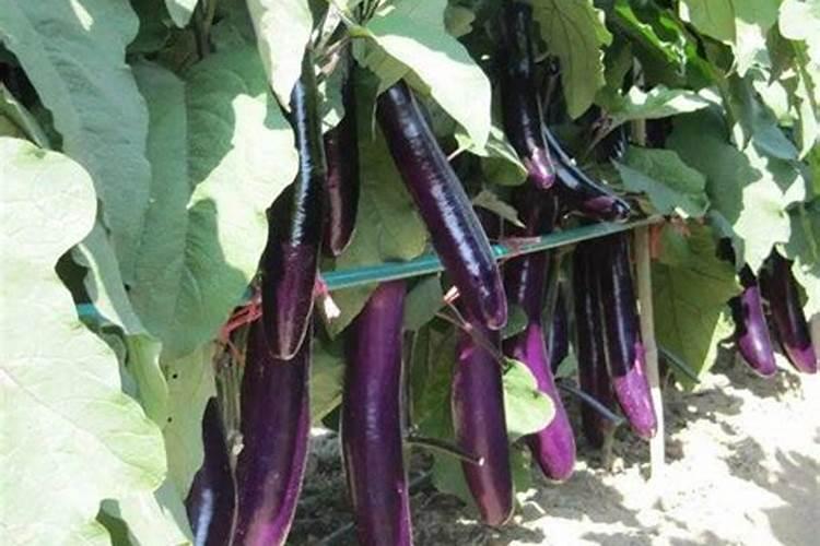 种茄子用什么肥料最好