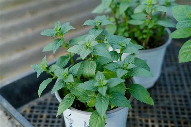 种植薄荷怎么进行施肥？