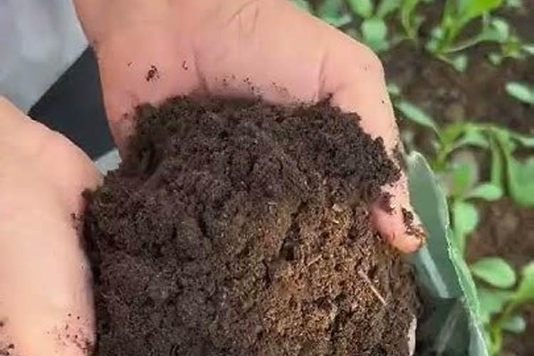 在阳台种菜最好的是用什么肥料