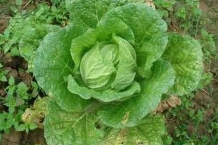 大白菜如何科学使用叶面施肥？