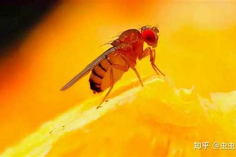 你好,我们那边的樱桃果实在四月中旬的时候,虫子进入果实里面把果核给吃...