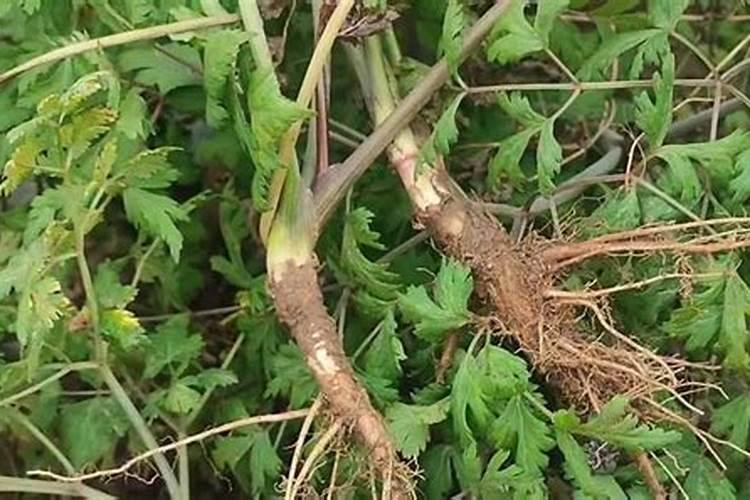 当归苗种植可以用芸苔素吗？