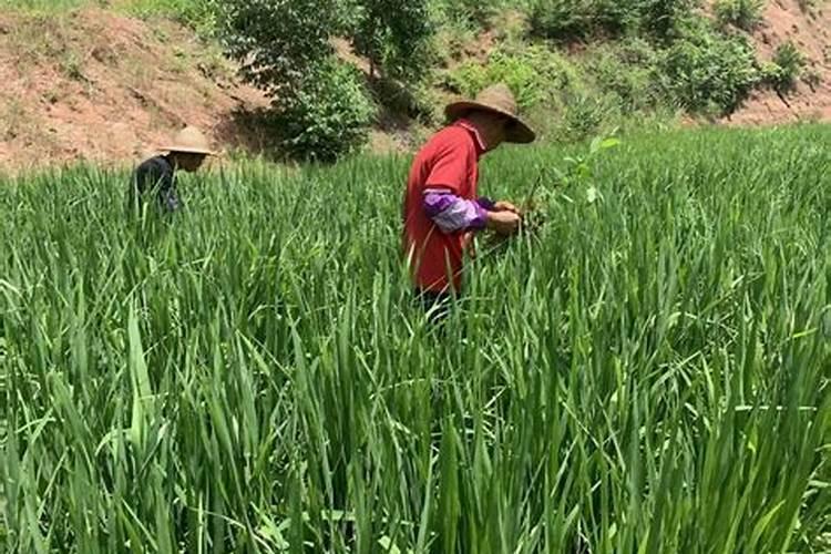 种大蒜需要什么肥料最好